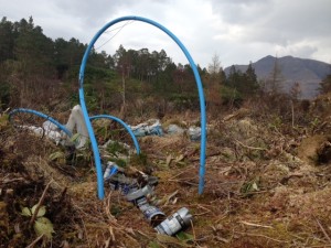 The cannabis factory we found in the rhododendrons. Note Liathach in the background.