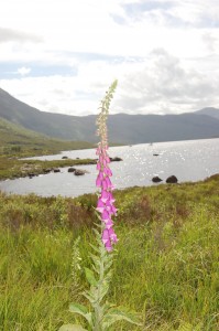 A foxglove on Loch Damphside