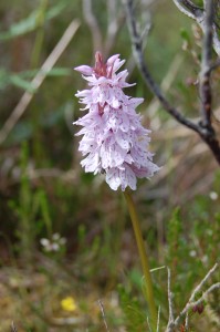 Heath spotted-orchid