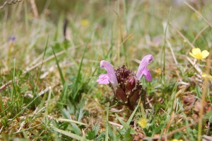 Lousewort