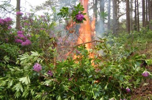 Rhododendrons being burned as part of invasive species control 