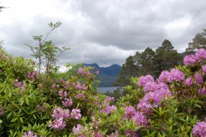 Rhododendrons frame the Torridon hills