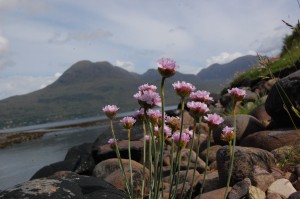 Thrift at the foot of the Balgy