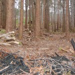 The woodlands after rhododendron clearance