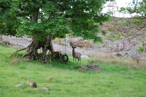 Antlers covered in velvet