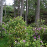 Rhododendrons choke the woodland
