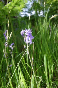 Bluebells