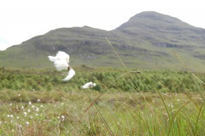 Bog cotton @bendamph