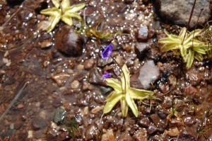 The carnivorous butterwort