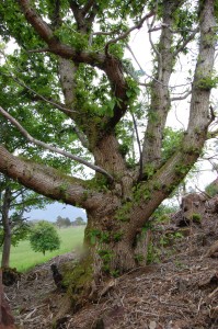 This chestnut can breathe now the rhododendrons are gone.