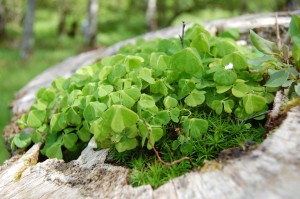 Wood sorrel