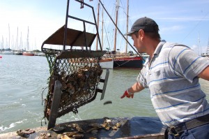 Bram Haward reaches for the dredging net fishing for oysters in Brightlingsea Harbour.