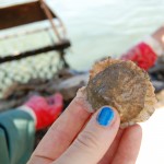 A native oyster