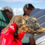 A Pacific rock oyster... in Essex