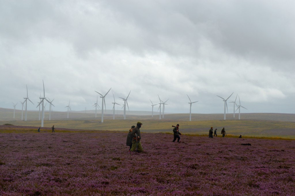 A walked-up grouse shoot beneath the wind turbines