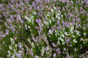 Lucky white heather