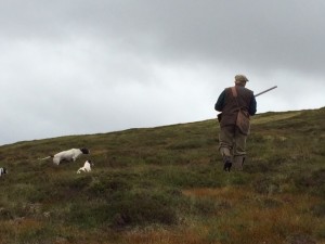 A jack russel shows a pointer how it's done