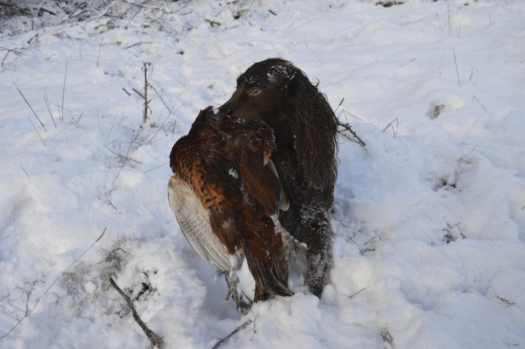 One of the pickers-up at Glenample