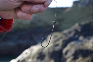 The hooks are much larger than those used to catch trout or salmon.