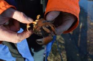 The bait is peeler crabs dug up in summer and frozen for the season.