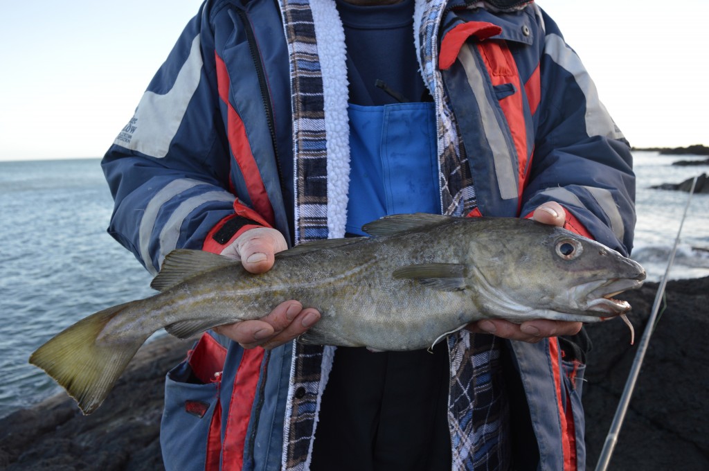 Cod caught off the east coast of Scotland