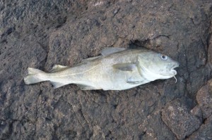 The cod is a female probably about two-years-old