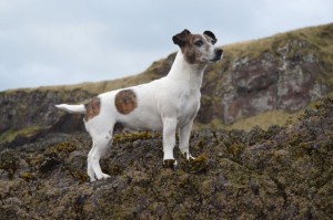 Finally Ruby, who came to help, and just because we seem to have a cute dog theme on this blog...