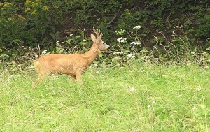 Roe deer come out to graze in the early morning or evening. 