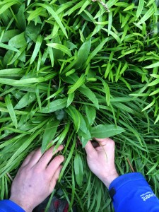 Wild garlic, not to be confused with the surrounding three-cornered leek.