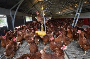 Up to 1,500 organic laying hens are kept in one shed. 