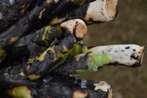 Charred leeks from Phantassie Farm