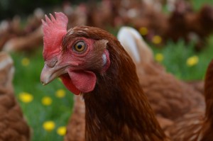 Susie uses hy-line hens as they are good layers and thrive both outdoors and inside. 
