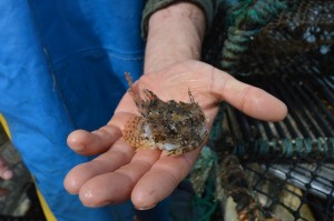 The vibrating scorpion fish before being thrown back into the sea. 