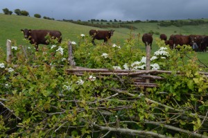 Newly laid hedge at Saddlecombe Farm, Sussex with native cattle in the background. 