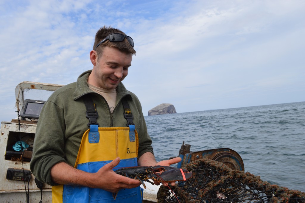 Robbie Dale fishing for lobsters by the Bass Rock. 