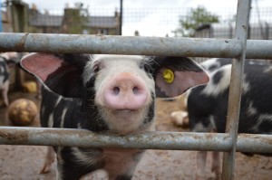 Berkshire pig on Gorgie City Farm. 