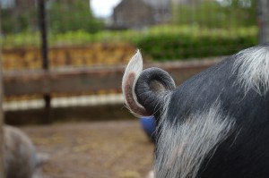 Curly tail = happy pig