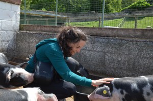 Getting my camera bag nibbled by Berkshire pigs.