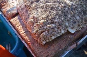 Turbot caught off Devon.