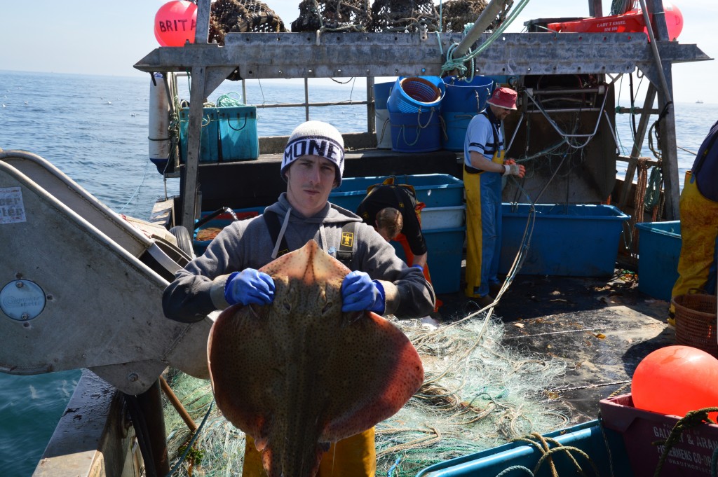 Scott Jago holding one of the rays caught off Devon. 