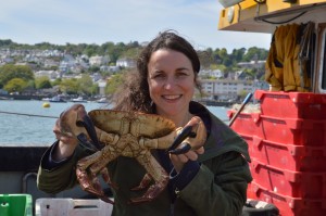 A brown crab caught off South Devon. 