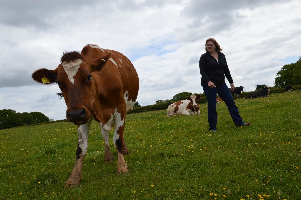 Lorraine Glover with one of the Ashclyst Farm Dairy herd. 
