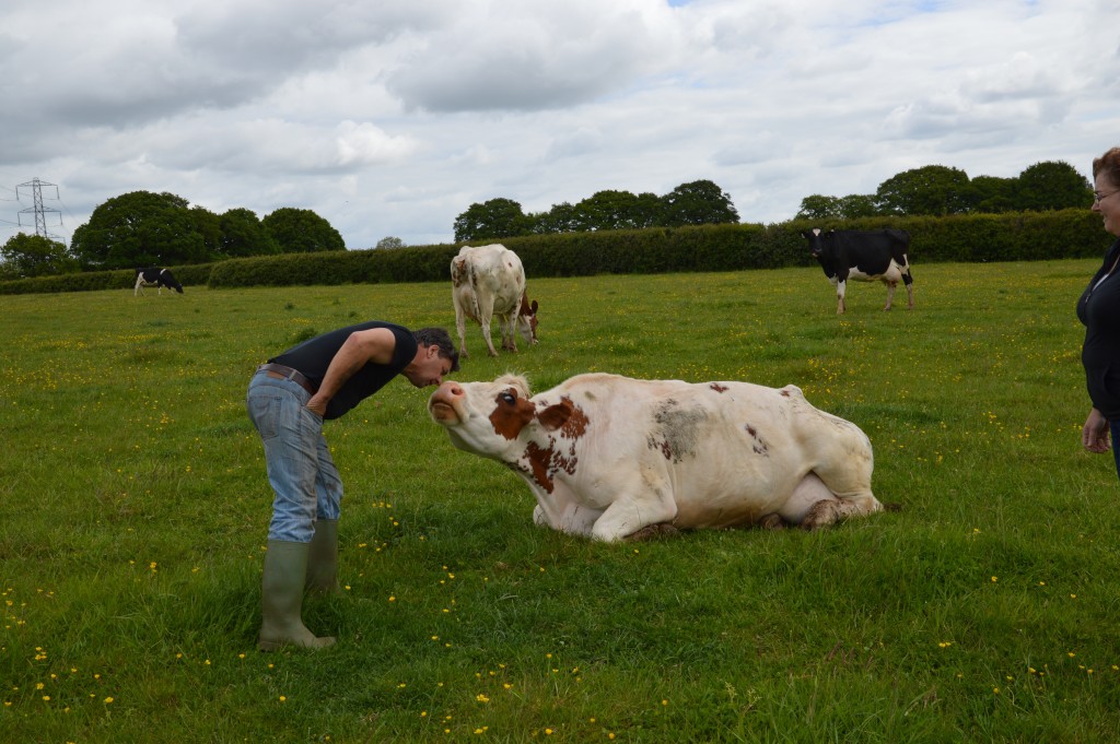 Martyn Glover with one of the Ashclyst Farm Dairy herd. 