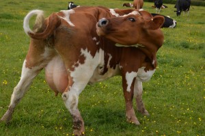 The Ashclyst Farm Dairy herd are kept on organic meadows in Devon. 