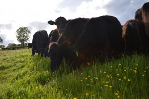 Munching the buttercups at Darlington.