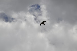 We spotted a red kite circling as we chatted. 