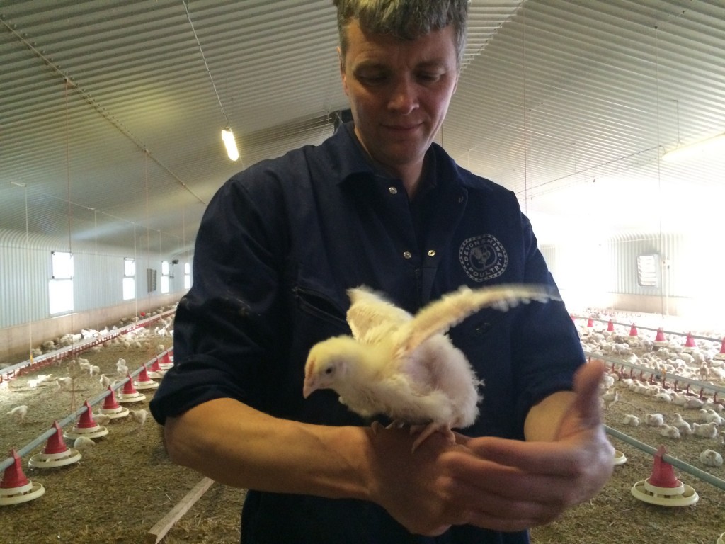 Robert Lanning of Devonshire Poultry in one of the RSPCA-assured sheds raising chickens for eating. 