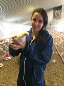 Inside a Devonshire Poultry Ltd shed raising chickens for the table. 