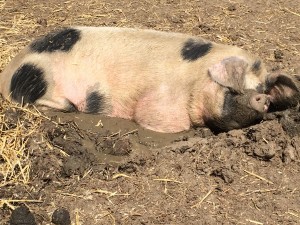 Daisy the pig enjoying a mud bath on Deersbrook Farm. 