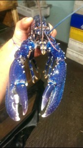 And an electric blue lobster.
